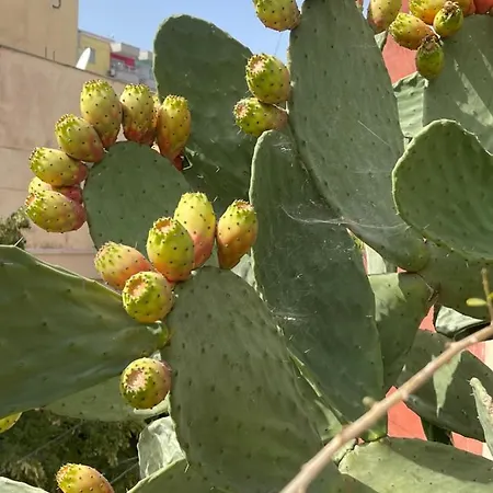 Prickly Pear Corner * Τίρανα